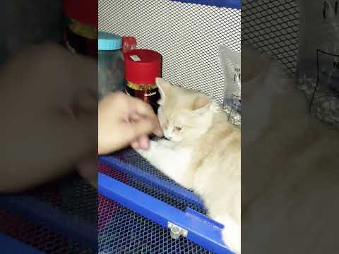 Cat Funny Videos #cat #cats #catshorts