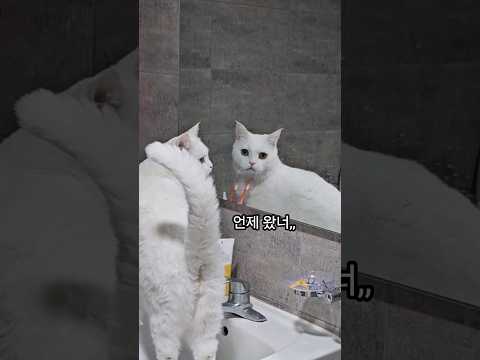 순진한 척 하는 고양이ㅋㅋㅋ