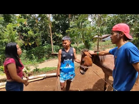 GIHATAGAN UG KABAYO ANG UYAB