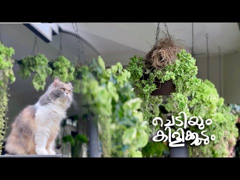 ഹാങ്ങിങ് ചെടിയും കിളിക്കൂടും | Pedulanthus Curly Pink 🌿