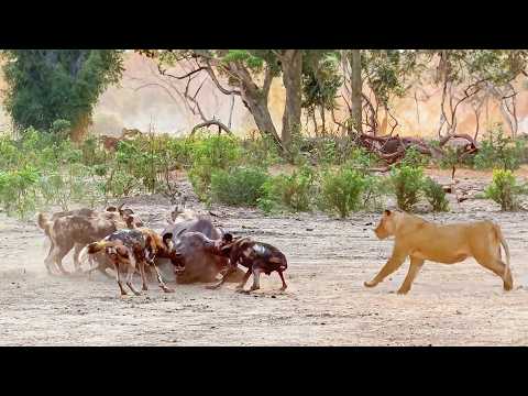 Lions Save Buffalo from a Terrifying Ending by Wild Dogs