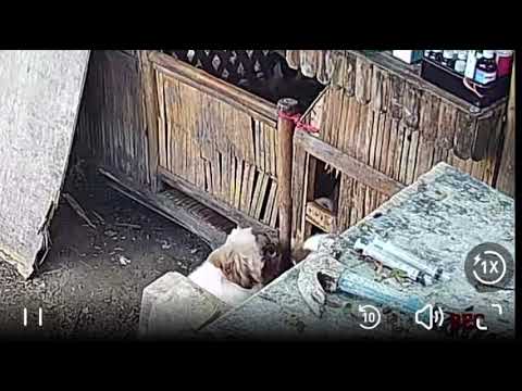 Dog escapes and frees others from nipa hut in Cauayan, Isabela, Philippines