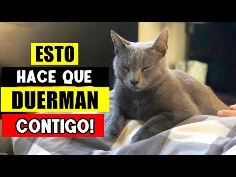 Las VERDADERAS Razones por las que tu Gato DUERME Contigo! 😴🐈