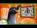 Crested Auklets and Their Unique Traits