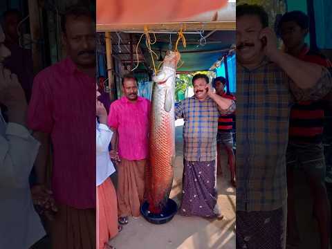 ARAPAIMA) അരാപൈമ യെ പിടിച്ച്‍ കറി വച്ച കഥ 😎 #seafood #food