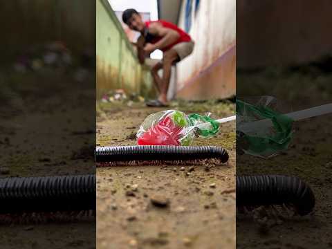 Furious, I won’t rest until that millipede finally shows itself#shortvideo#millipedes