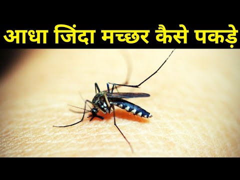 mosquito hunting | मच्छर को ट्रेनिंग कैसे दें | मच्छर को अधमरा कैसे करें | मच्छर को जिंदा कैसे पकड़े