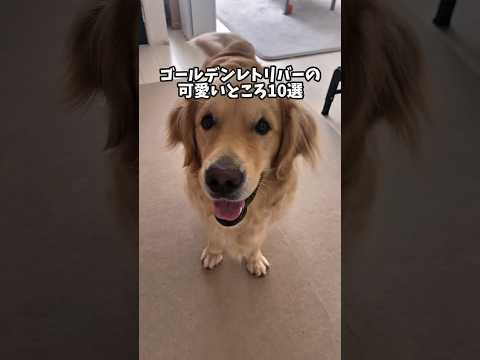 ゴールデンレトリバーの魅力と家族で過ごす癒しの時間 サムネイル