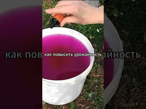 Урожай клубники удивит!