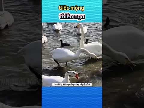 Giấc mộng thiên nga