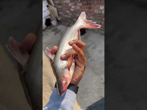 Machhli Ka Aisa Reaction Pehli Baar Dekha 🐬😵 !! #facts #latest #knowledge #allfacts #factile