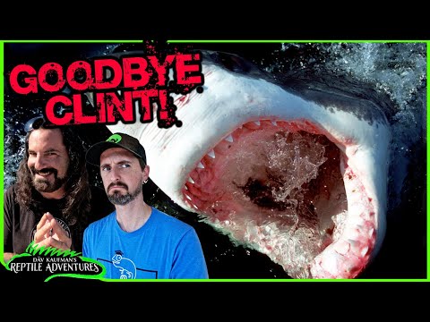 I FED CLINT TO A GREAT WHITE SHARK! Goodbye @Clint There's a lot of competition in the reptile YouTube world, so in order to cut down on my competition