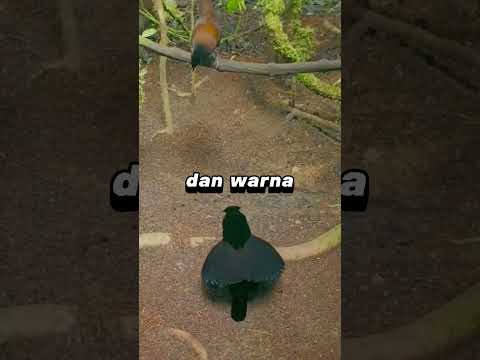 Bird of Paradise :Tarian Kawin yang Mempesona #youtubeshorts #shorts #short #video #shortvideo