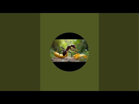 Thành Phùng đang phát trực tiếp!