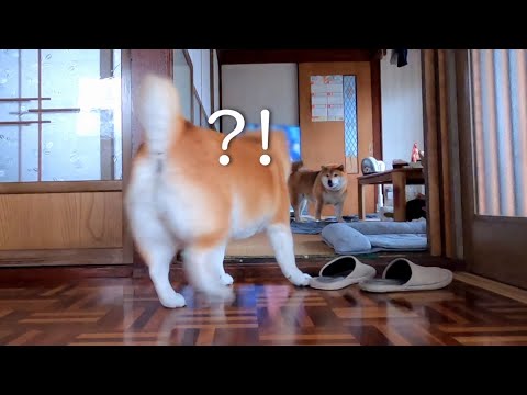 8歳児モモさんが語る新発売ガムの魅力と入手場所 サムネイル
