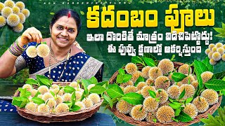 Kadabam Flowers | ఈ పువ్వు  ఒక్కటి అమ్మవారి సమర్పిస్తే కోరినవి నెరవేరుతాయి