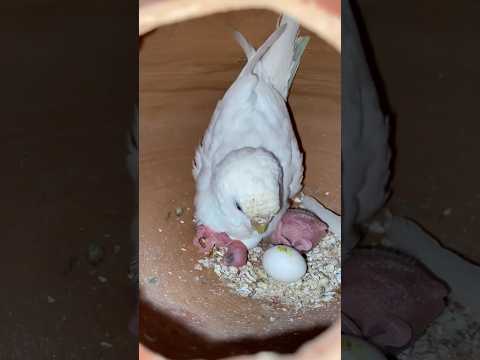 budgies hatched 2 cute baby #youtubeshorts #youtube #budgies