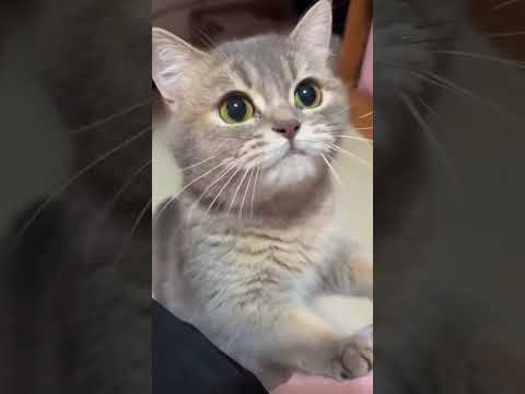 #قطط #ذكاء اصطناعي #مضحك #تسلية #اطفال #مرح #قطط_مضحكة #Cats