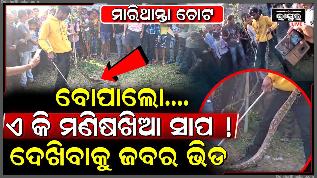 ମଣିଷଖିଆ ସାପ ଦେଖିବାକୁ ଜବର ଭିଡ଼..ଗ୍ରାମବାସୀ ଖବର ଦେବାରୁ ସ୍ନେକ ହେଲ୍ପଲାଇନ ସଦସ୍ୟ ସାପଟିକୁ ଉଦ୍ଧାର କରିଥିଲା