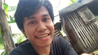Tutorial memberikan makan ke ayamm