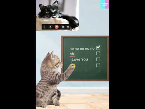 Flawless lesson 2/완벽한 레슨 2 #cat #cute