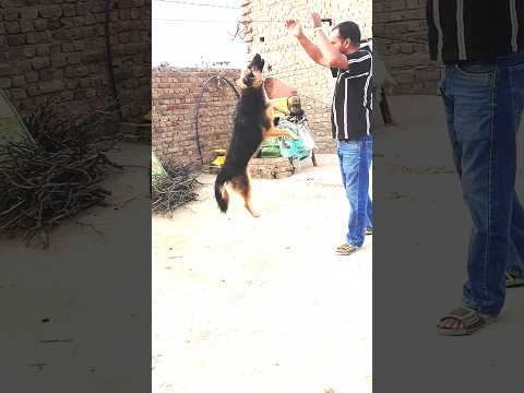 German shepherd jump training #smartdog #dogtraining #dog #puppy #dogtraining #germanshepherdjumping
