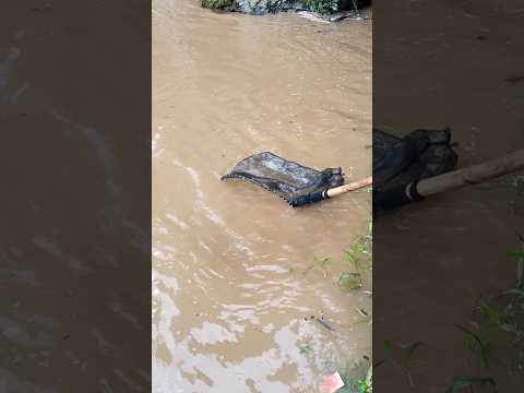 Catching fish during floods #fishing #shorts #amazing