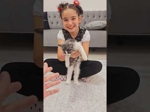 ben kedi istiyorum dedi #sorts #keşfet #elifsinem