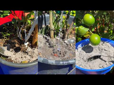 Como abonar Con ceniza el Sustrato de los Frutales - PARA OBTENER BUENOS RESULTADOS