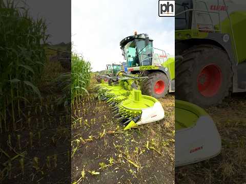 CLAAS 870 Jaguar Forage Harvester on Maize Silage #agri