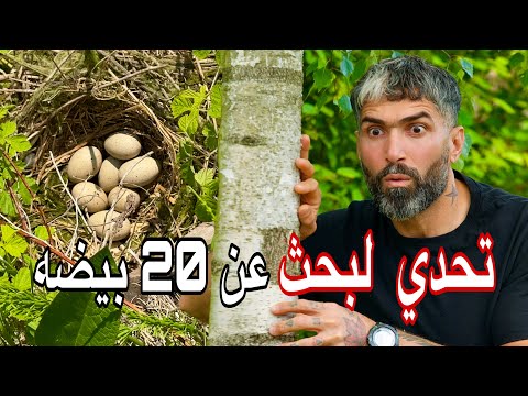 تحدي  البحث عن 20 بيضة في العش