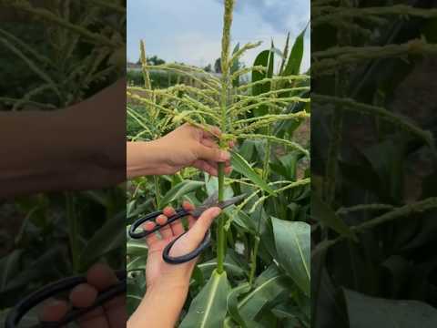 cultivo de milho
