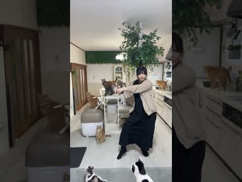 猫じゃらし歴6年目 #保護猫