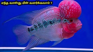 எந்த வாஸ்து மீன் வளர்க்கலாம் ? | Vasthu Fish Tamil