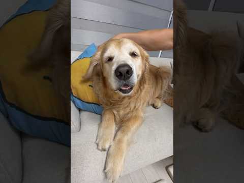 강아지가 제일 행복한 순간은 따로 있었습니다 🥹🐶