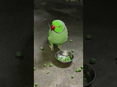 beautiful parrot talking mummy 💖🌿 #talkingparot #petbird #funny #shortvideo #viralshort #trending