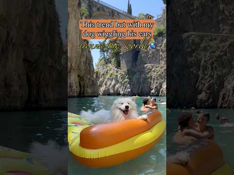 Dog wiggles ears around the world 🌍😍 #samoyed #dog #earwiggles #travel