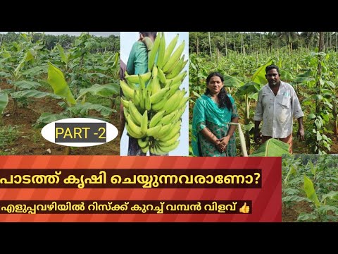നേന്ത്രവാഴ കൃഷിയിൽ എളുപ്പവഴിയുള്ളപ്പോൾ എന്തിനാണ് വളഞ്ഞ വഴി? PART-2 #bananacultivation