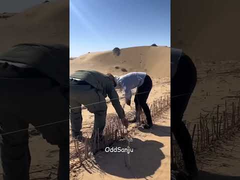 China is Turning Deserts Green with Straw! #facts