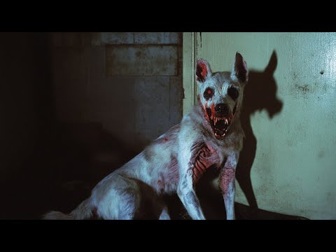 SI TU PERRO HACE ESTO, CÁMBIATE INMEDIATAMENTE DE CASA | 5 RELATOS DE TERROR | PERROS ACTUANDO RARO