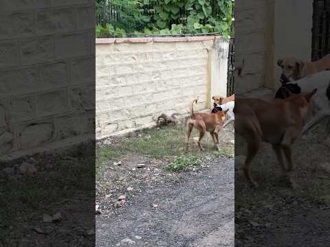 Dogs Vs monitor lizard part 2  😱#nature  #assamtezpur #dogfights