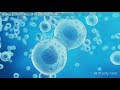 Cell Division and Genetic Variation