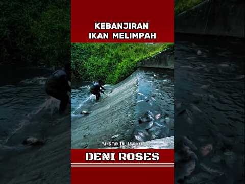 BAPAK INI KEBANJIRAN IKAN MELIMPAH KETIKA MAU MANCING  #viralvideo