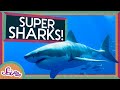Shark Biology and Behavior