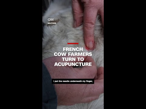 See farmers provide acupuncture treatment to their cows in France