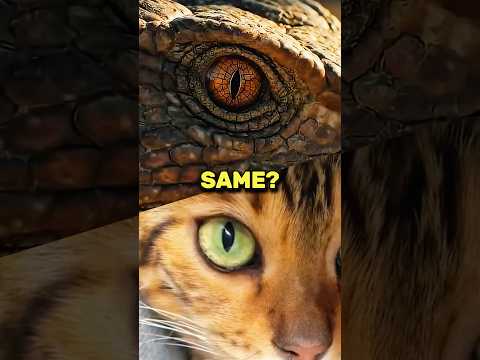The Reptilian Secret of Cats | Ninjas Are Butterflies, Sunday Cool