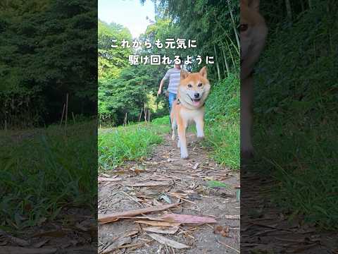 柴犬こむぎの腸内環境を考える