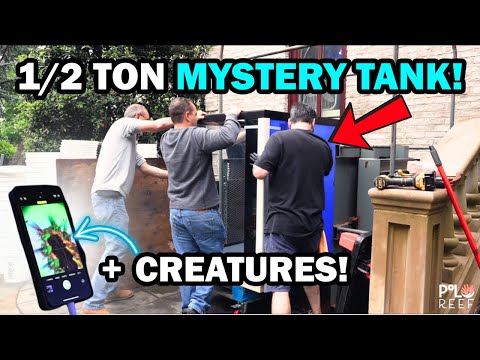 GIANT GLASS AQUARIUM!  WHAT DO WE KEEP IN IT? Join the Polo Reef team as we take on a massive new challenge_ installing a half-ton glass reef aqua