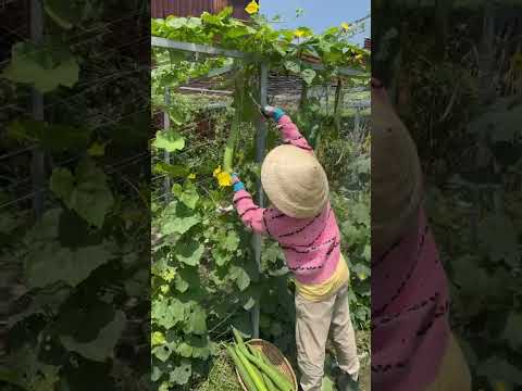 Mướp hương xanh trái dài - Rạng Đông Seeds #hatgiongrangdong #rangdongseeds