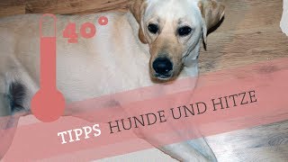 Hundstage - Hunde und Hitze im Sommer
